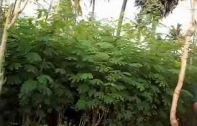 green-fodder-production