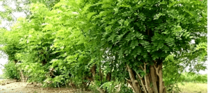 green-fodder-production