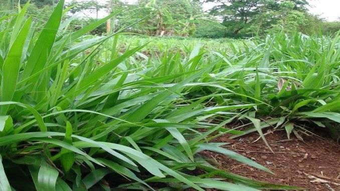 green-fodder-production