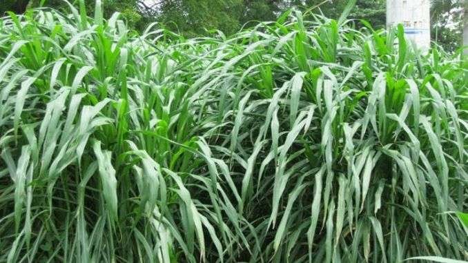 green-fodder-production