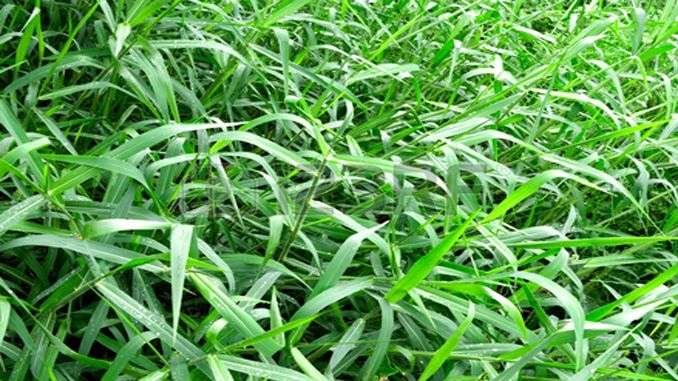 green-fodder-production