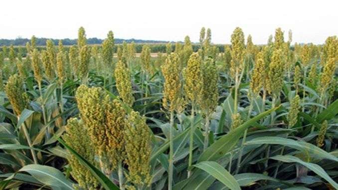 green-fodder-production