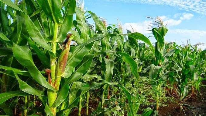 green-fodder-production