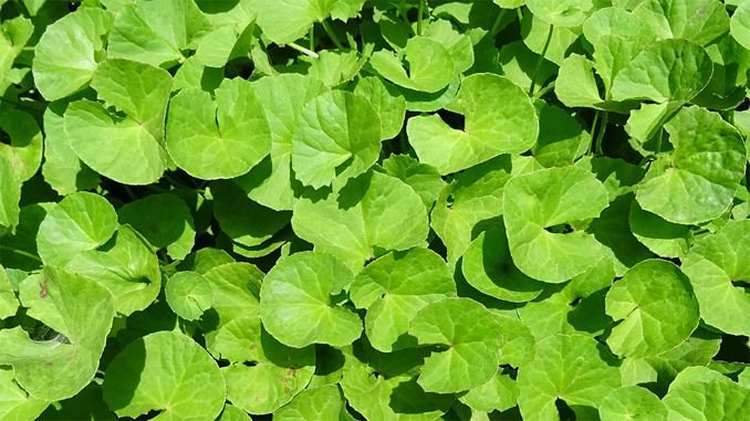 ಒಂದೆಲಗ । amazing-health-benefits-of-brahmi