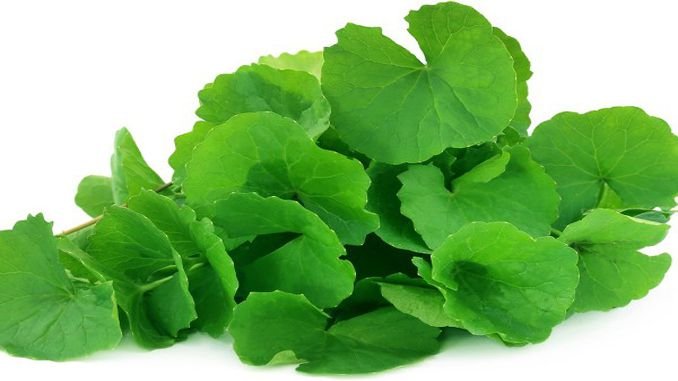 ಒಂದೆಲಗ । amazing-health-benefits-of-brahmi
