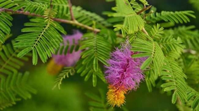 festivals-dasara-banni-tree